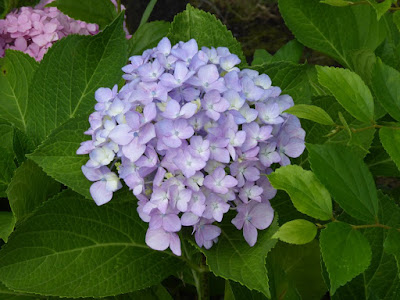 門真市・弁天池公園 アジサイ