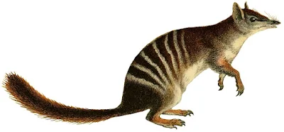 Sketch of a numbat