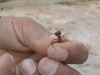 zompopo, leaf cutter ant, La Ceiba, Honduras