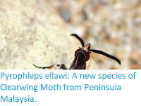 http://sciencythoughts.blogspot.co.uk/2017/08/pyrophleps-ellawi-new-species-of.html