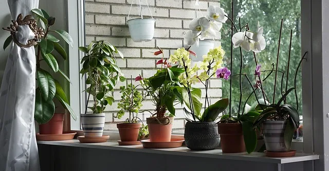 Vários vasos com orquídeas de cores diferentes