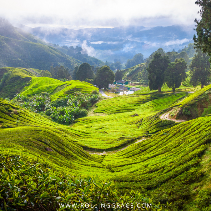 Cameron Highlands