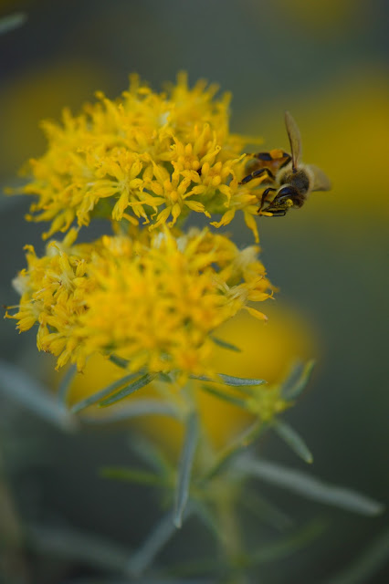 bee photography, amy myers, amy myers photography, small sunny garden, desert garden, rabbitbrush, ericameria nauseosa