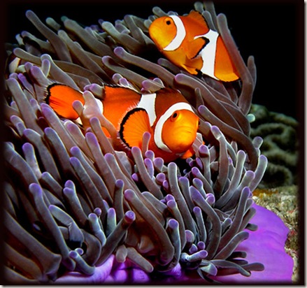 Amphiprion-ocellaris-02800