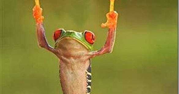 Inilah Ekspresi Katak ketika Menonton Konser Metal Inilah Ekspresi Katak ketika Menonton Konser Metal