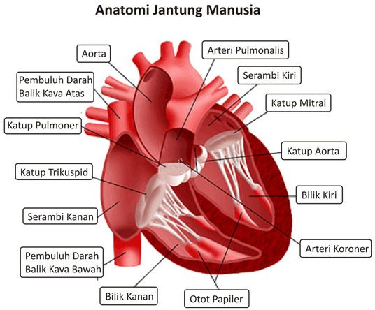 [Anatomi+Jantung.jpg]