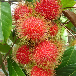 Tanaman Bibit Rambutan Rafiah Cepat Tumbuh