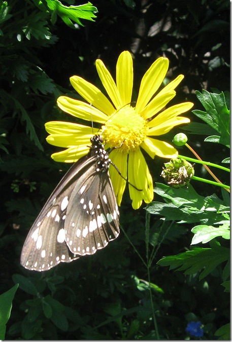 Butterfly edit