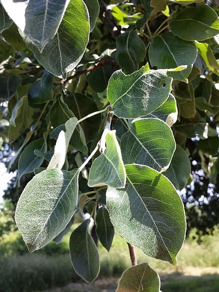 Груша австрийская (Pyrus austriaca)