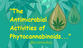 antimicrobial use of cannabinoid. Mycannashop
