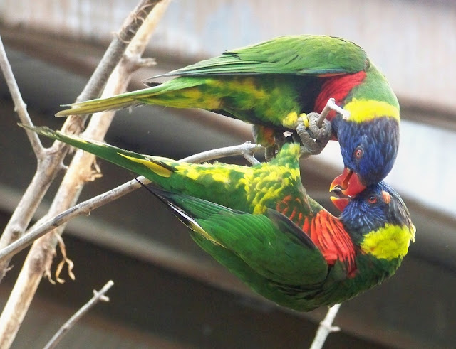 These small parrots have read beaks, blue heads, yellow napes, red breasts, and green wings.