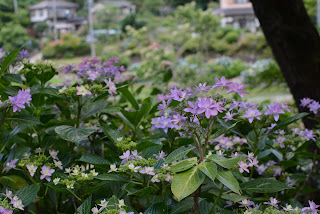 南指原ほたるの里紫陽花