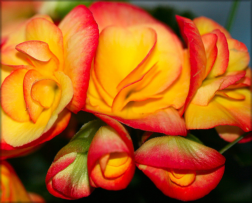 Begonia