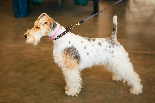 The Wire Fox Terrier, on the other hand, has a wiry double coat that needs professional stripping or clipping every few months.