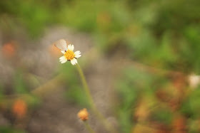 tiny flower by nephithyrion