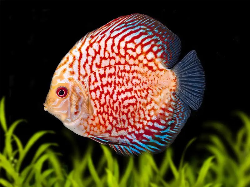 Sekilas tentang Ikan Discus