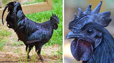 Ayam Termahal di Dunia Dari Indonesia Ayam Hitam