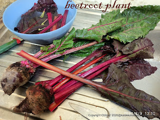 Beetroot Leaf