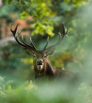 best-deer-pictures-hd-images-photo-whatsapp-status-dp