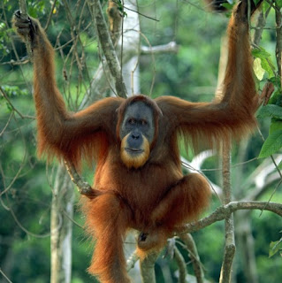 orang utan