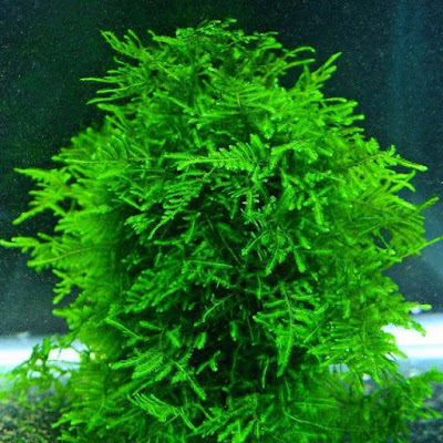 jenis tanaman moss aquascape