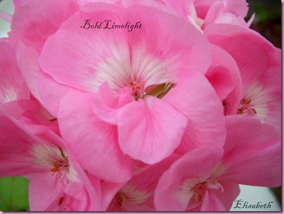 Pelargoner okt 09 066
