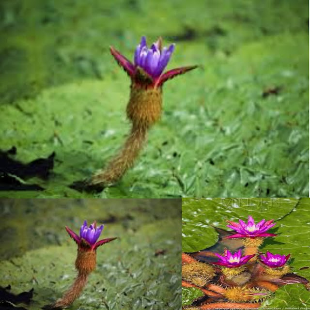 How do know thorny Water Lily.?