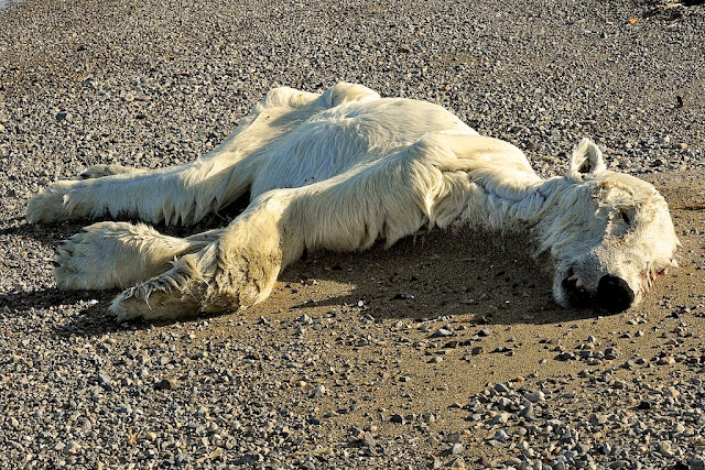 Image result for images of dead polar bears