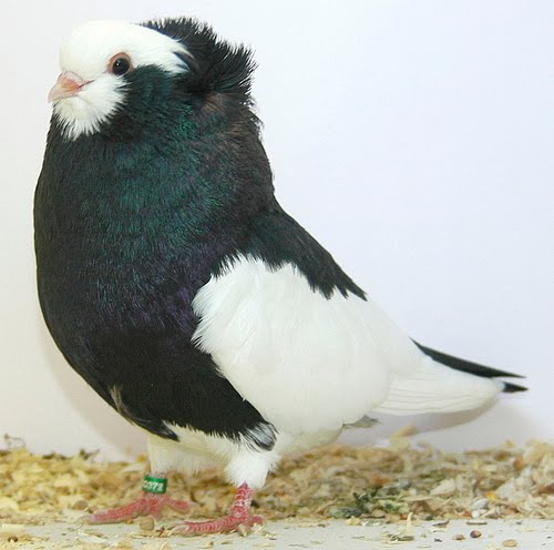 pigeons sale for tumblers Gallery Komorner Tumbler For Pigeons >