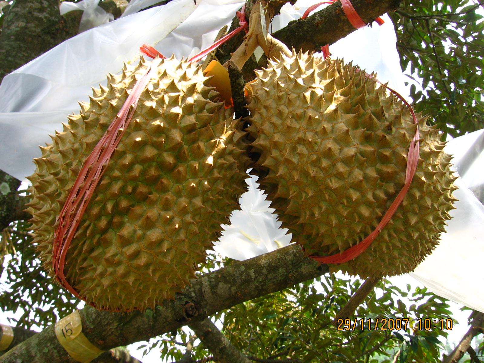  Durian  Montong GambarBinatang Com