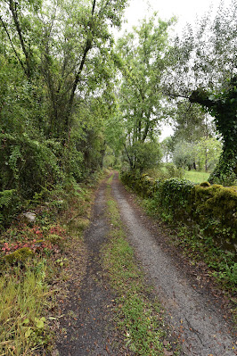 Camino Portuguese trail.