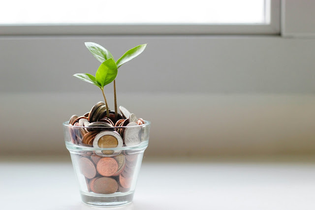 a plant growing in a bowl of coin, representing flourishing investment