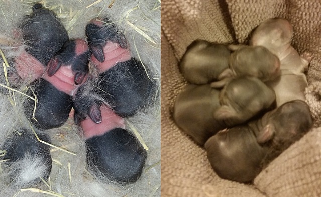 3-day-old Dutch kits on the left; Polish kits on the right