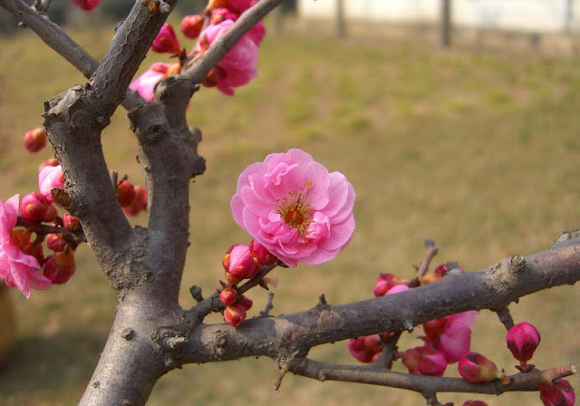 Plum Flowers