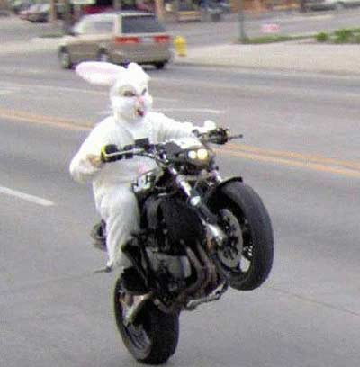 happy easter funny bunny. funny easter bunny