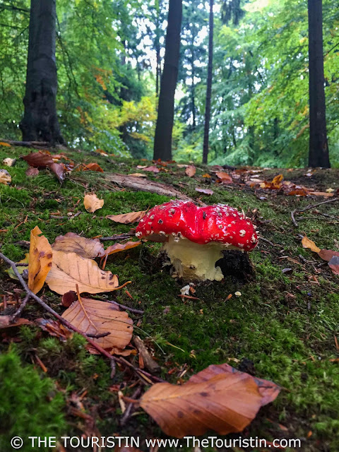 A red and white toadstool and brown autumn leaves on a green mossy forest floor.