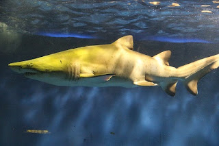 Carcharias taurus