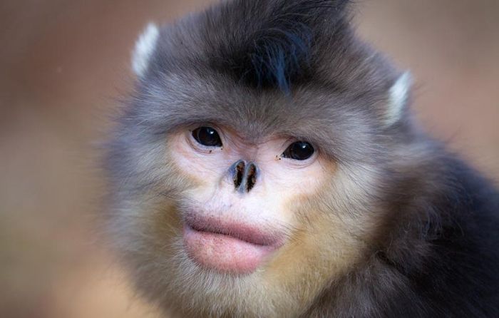 6 Monyet Mengerikan yang  Ada di Dunia Misteri Fakta dan 
