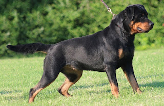 Rottweilers 7