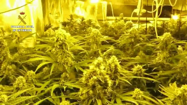 The Guardia Civil has carried out the operation, baptised "Torremuelle", and disarticulates an organised group dedicated to the cultivation of marihuana