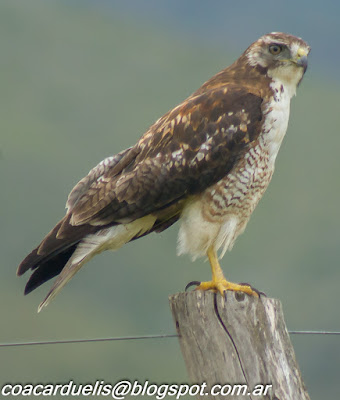 alt="aguilucho comun ,Buteo polyosoma juvenil,aves de Mendoza"