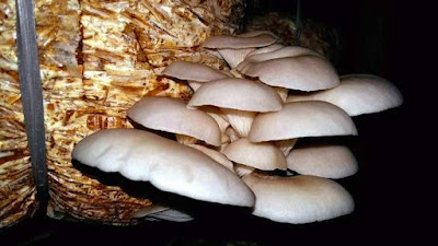 Mushroom business in Hindi