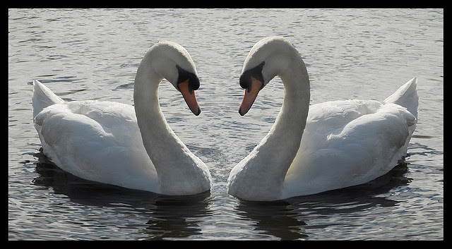 nature symmetry