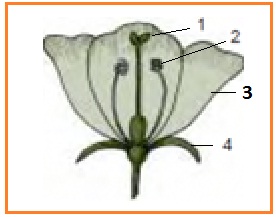 VEGETATIF TANAMAN BIOLOGI SD INTI SARI BIOLOGI