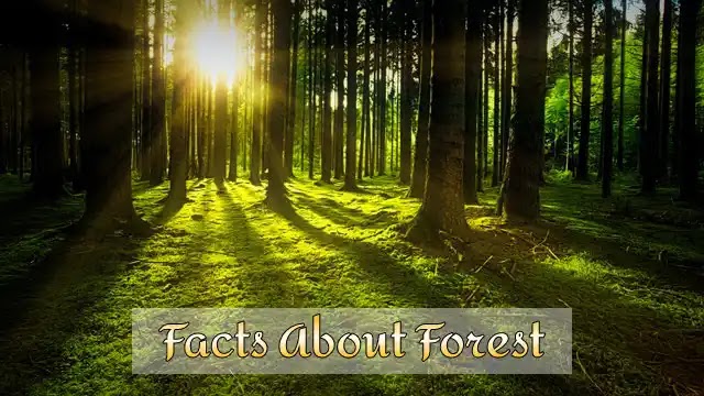 140 Amazing Facts About Forest