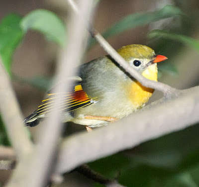 Red-billed Leothrix (Leiothrix lutea)