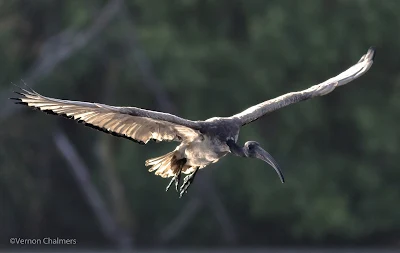 African Sacred Ibis Canon EOS 7D Mark II / EF 400mm f/5.6L USM Lens ISO 3200 - Intaka Island, Cape Town