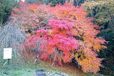 アスカディア・古墳の森　大阪府立近つ飛鳥博物館(河南町)