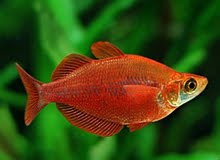 Freshwater Red Irian Rainbowfishes