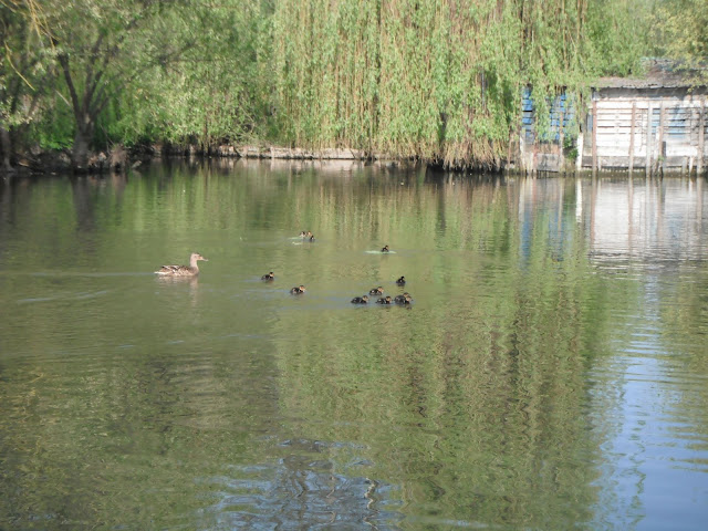 bébé canards nés il y a 2j